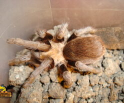 Chaco Mousy Brown Tarantula