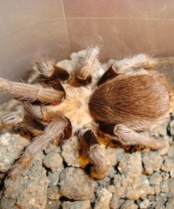 Chaco Mousy Brown Tarantula