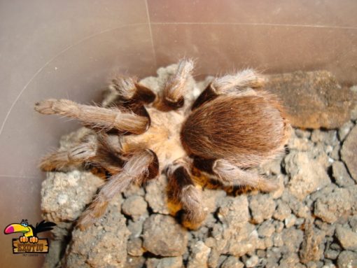 Chaco Mousy Brown Tarantula