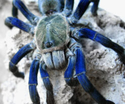 Cobalt Blue Tarantula