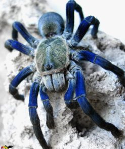 Cobalt Blue Tarantula