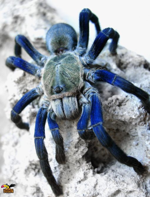 Cobalt Blue Tarantula