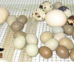 Ringneck Doves Eggs
