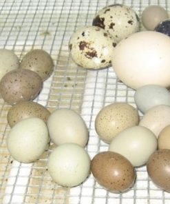 Ringneck Doves Eggs