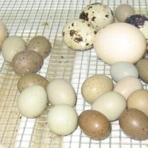 Ringneck Doves Eggs