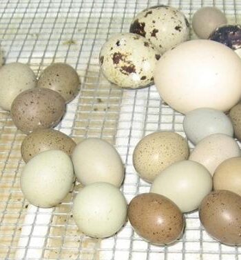 Ringneck Doves Eggs