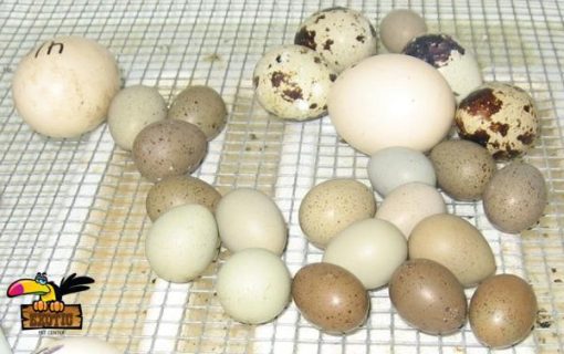 Ringneck Doves Eggs