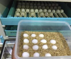 Congo African Grey Parrot Eggs