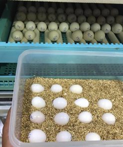 Congo African Grey Parrot Eggs