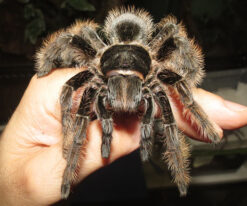Curly Hair Tarantula