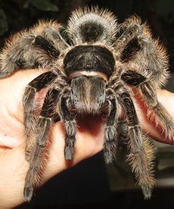 Curly Hair Tarantula