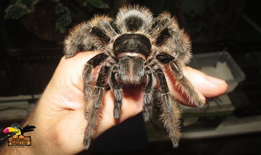 Curly Hair Tarantula