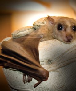 Egyptian Fruit Bat