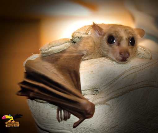 Egyptian Fruit Bat