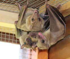 Egyptian Fruit Bat
