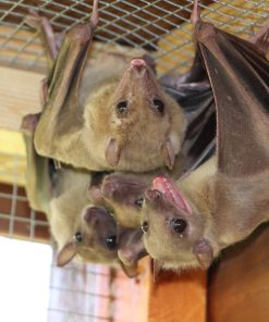 Egyptian Fruit Bat