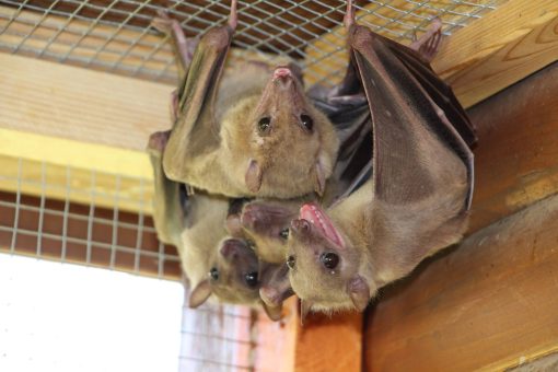 Egyptian Fruit Bat