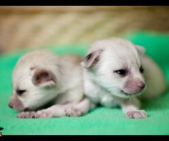 Fennec Fox Pup