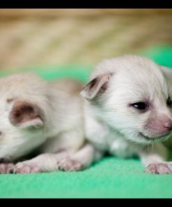 Fennec Fox Pup