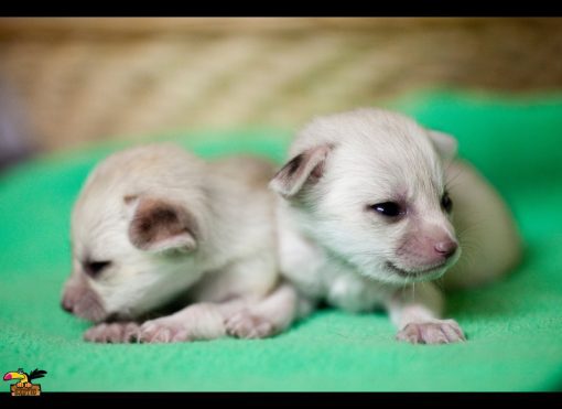 Fennec Fox Pup