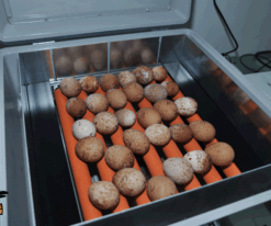 Falcon Eggs