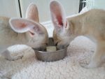 Fennec Fox Pup