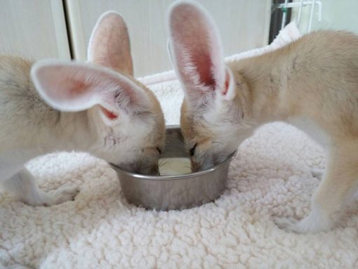 Fennec Fox Pup