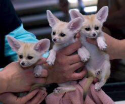 Fennec Fox Pup