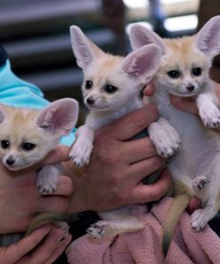 Fennec Fox Pup