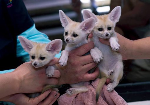 Fennec Fox Pup