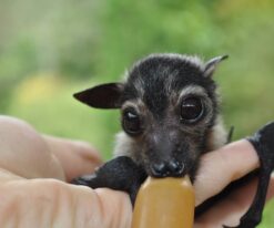 Fruit Bat