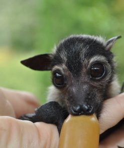 Fruit Bat