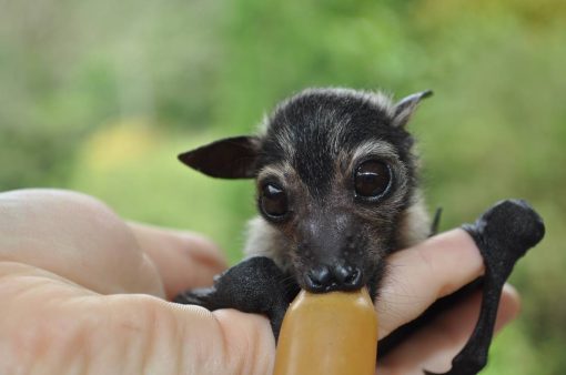 Fruit Bat