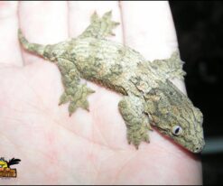 Caledonian Giant Gecko
