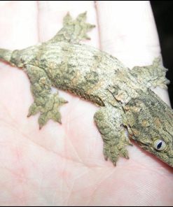 Caledonian Giant Gecko