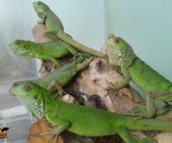 Green Iguana