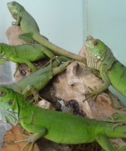 Green Iguana