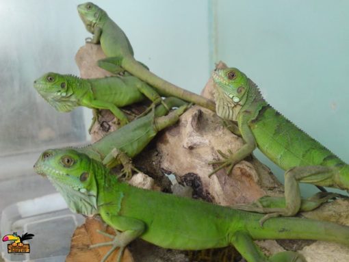 Green Iguana