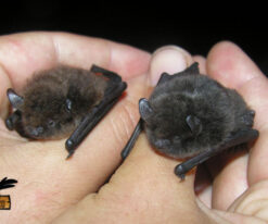 Flying Fox Bat