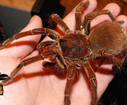 Goliath Birdeating Spiders