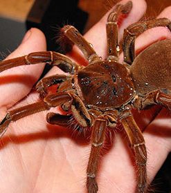 Goliath Birdeating Spiders