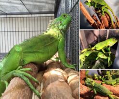 Green Iguana