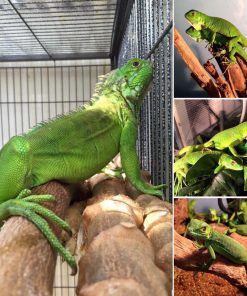 Green Iguana