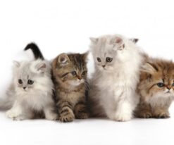 Himalayan Kitten