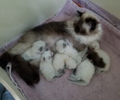 Himalayan Kitten