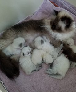 Himalayan Kitten