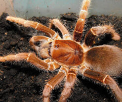 King Baboon Tarantula
