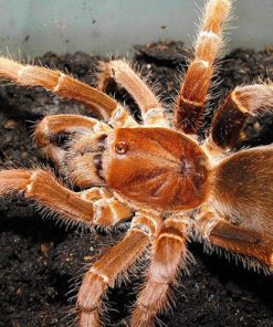 King Baboon Tarantula