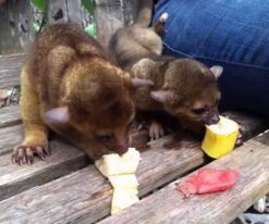 Kinkajou