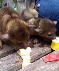 Kinkajou